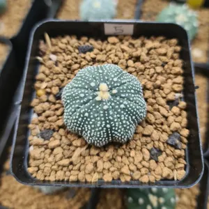 Astrophytum Asterias Iwata