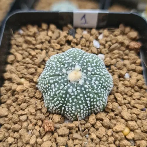Astrophytum Asterias Iwata