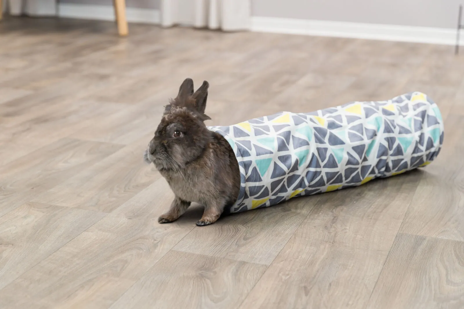 Cuddly Tunnel Sunny