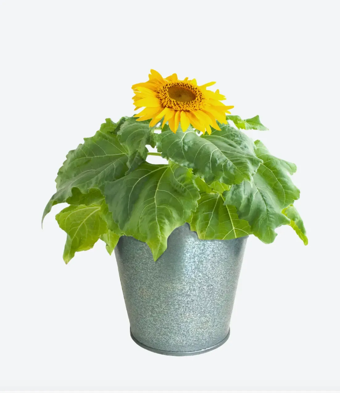 Garden in a Pail - Sunflower