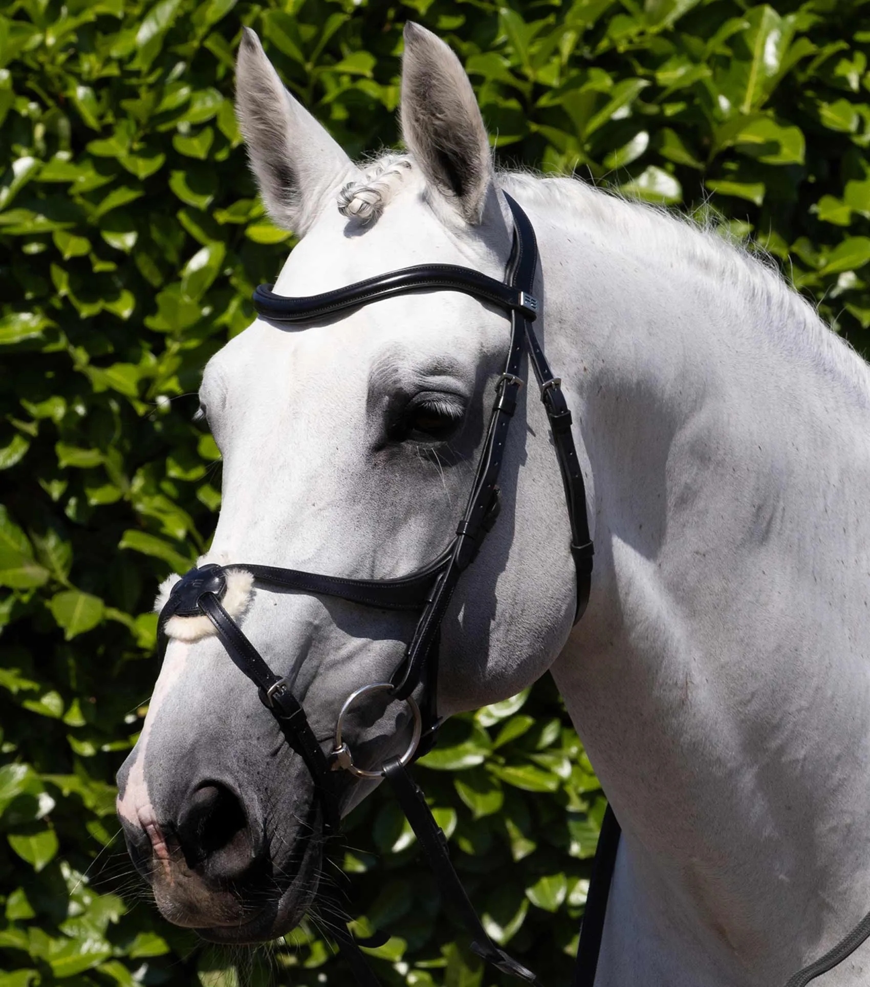 Glorioso Grackle Bridle Black